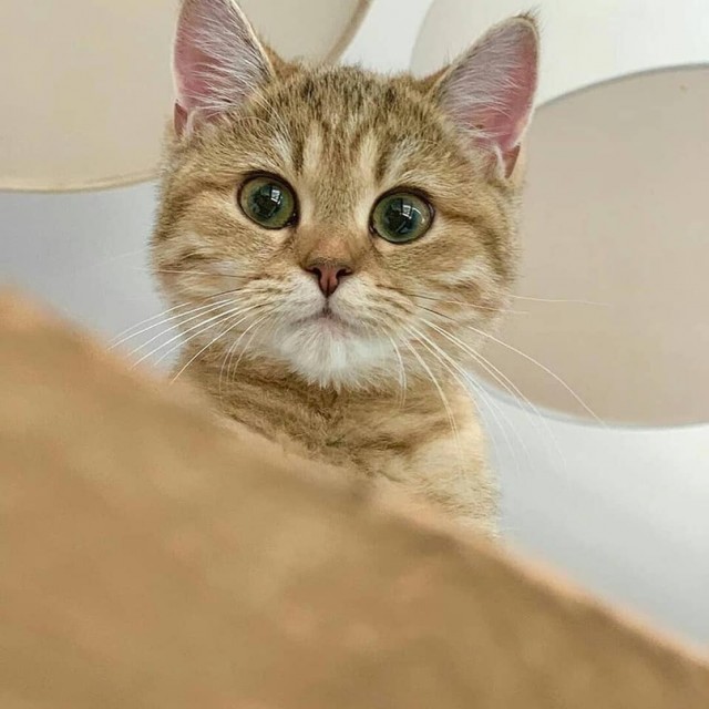Эти забавные животные