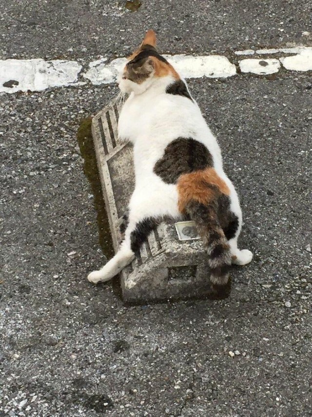 Эти забавные животные