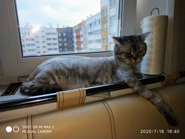 По просьбам в теме ниже. Реальный котовторник!