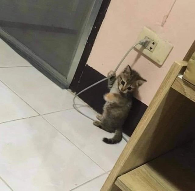 Эти забавные животные