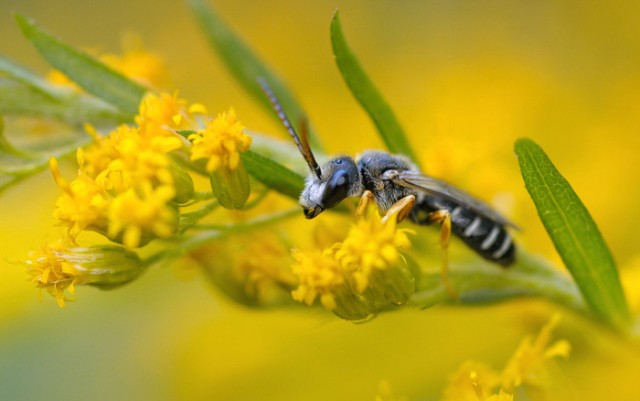 Про макросъемку и Tamron 90/2.8