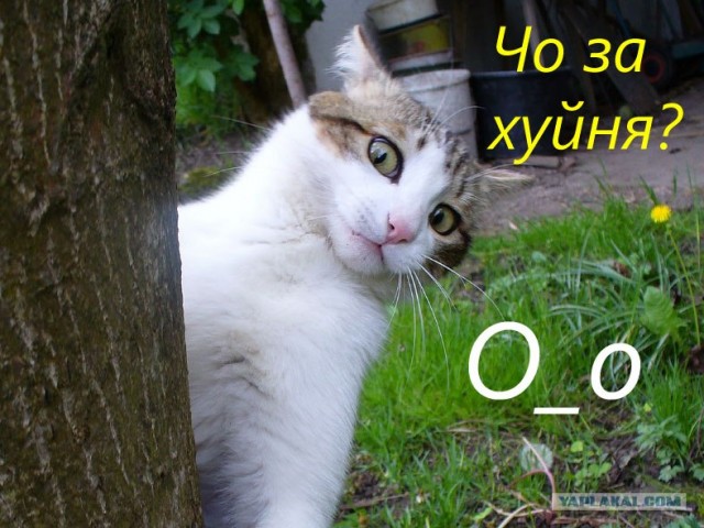 Это уже ни в какие ворота не лезет!