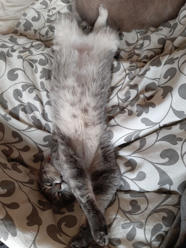Котовторник!