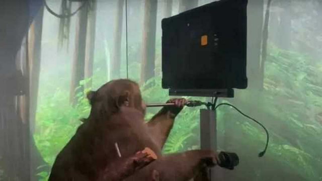 Компания Neuralink Маска показал обезьяну, играющую в видеоигры силой мысли