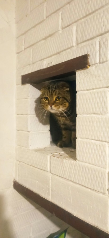 А котовторник уже начался?