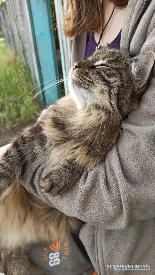 Котовторник. Поговорим о кличках, друзья