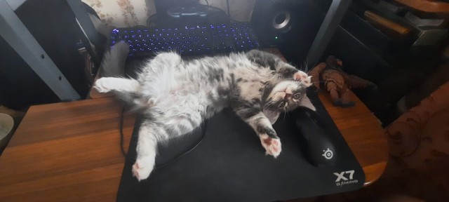 Погнали! С котовторником, други!