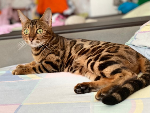 Кошка ашера: что за зверь?