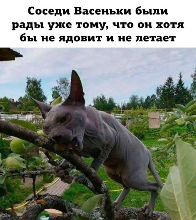 Так себе картинки 10.09.21