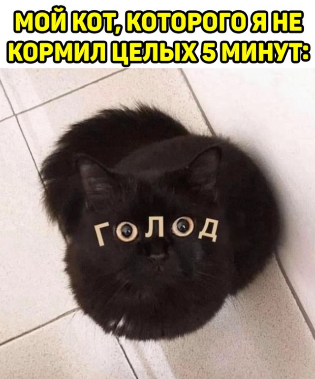 Весёлый полтишок 16.10