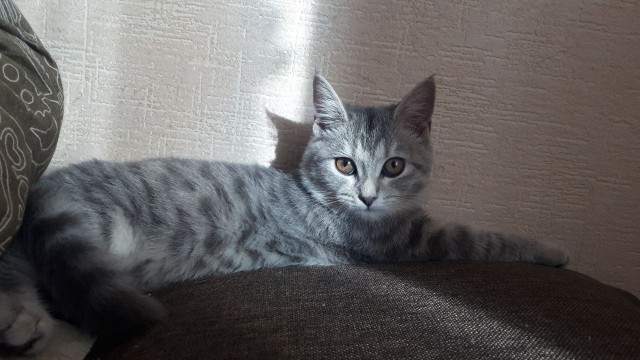 Солнце котовторника уже встало, Господа!