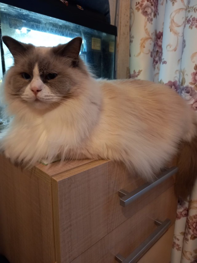К котовторнику