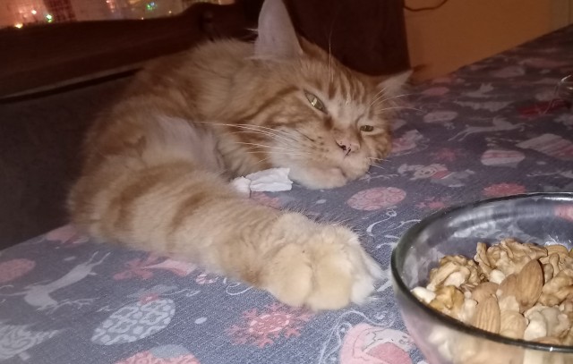 Котовторник вроде.