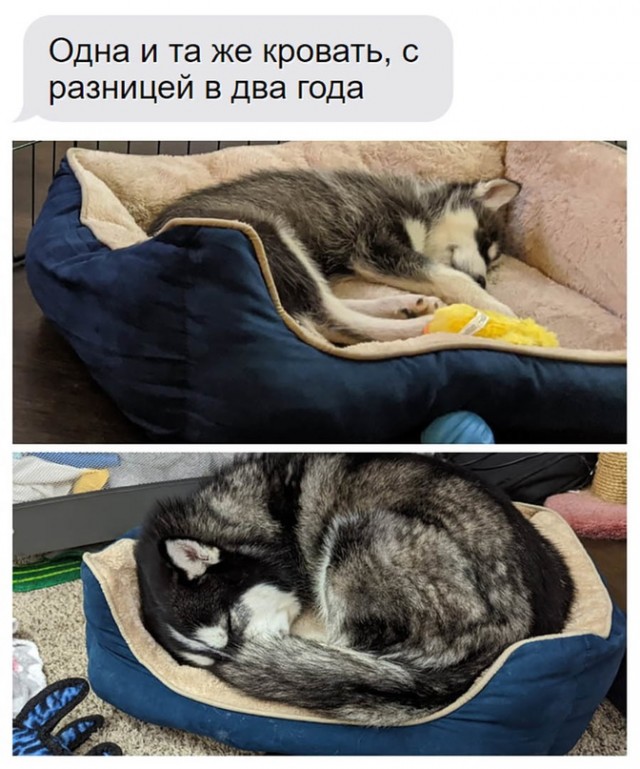 Картинки и мемы для настроения  - 31