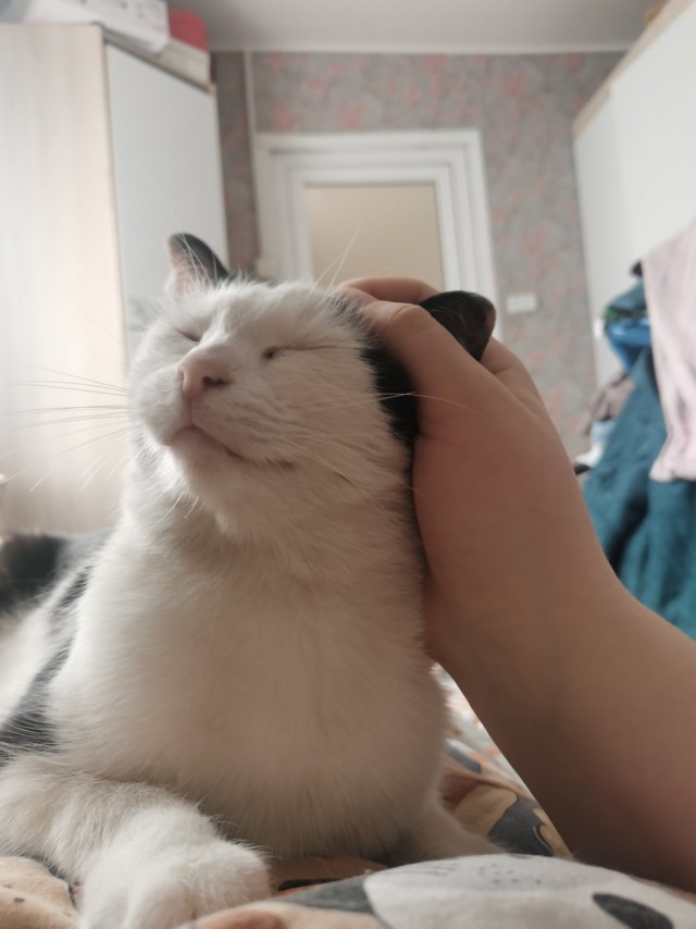 И снова день кошачий!