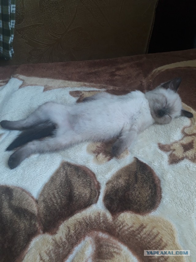 Начну котовторник чуть раньше!
