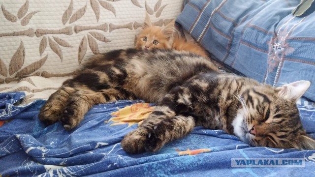 Приехал с работы домой, а тут...вот
