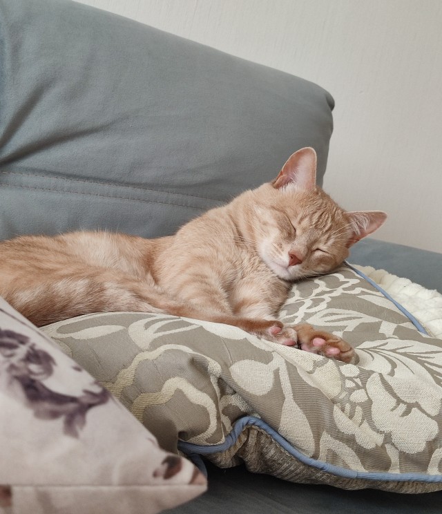Кот во вторник