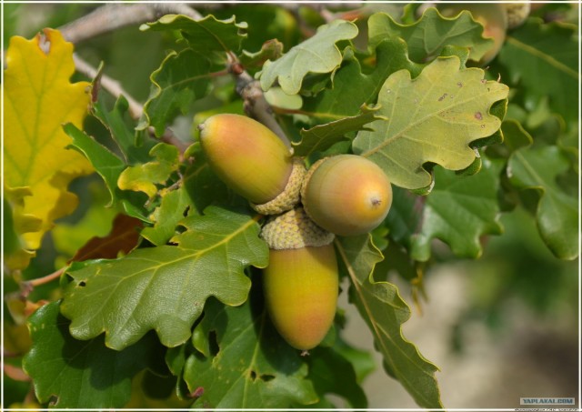 Крым. Змеиная балка. Терень-Джалга.
