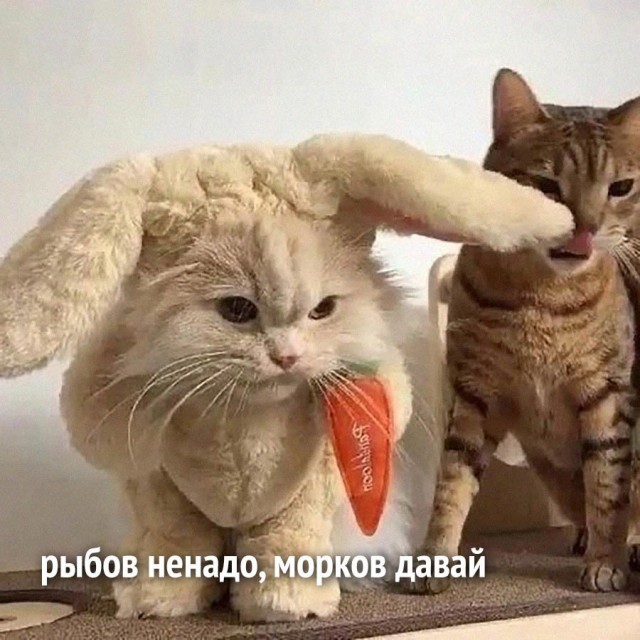 Картинки и мемы для настроения - 131