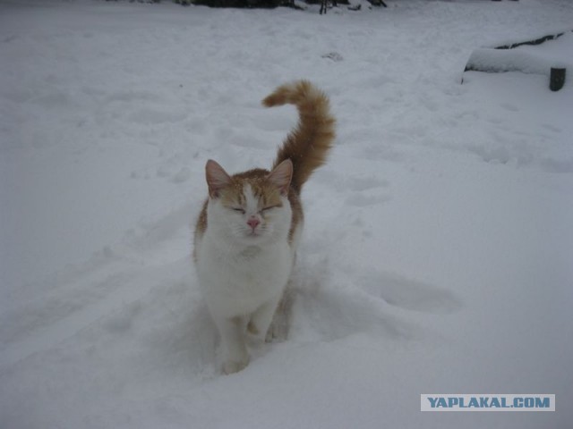 Жизнь домашнего приюта для котеек 437