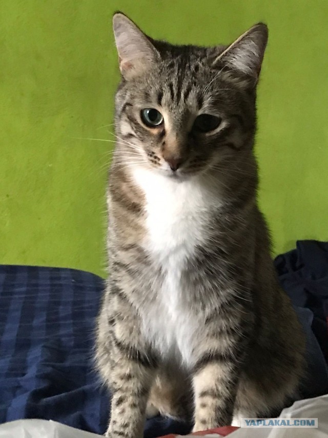 Котовторник. Было - стало