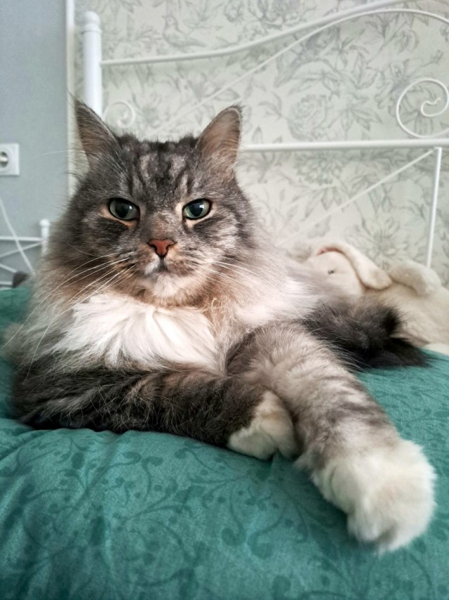 Котовторник
