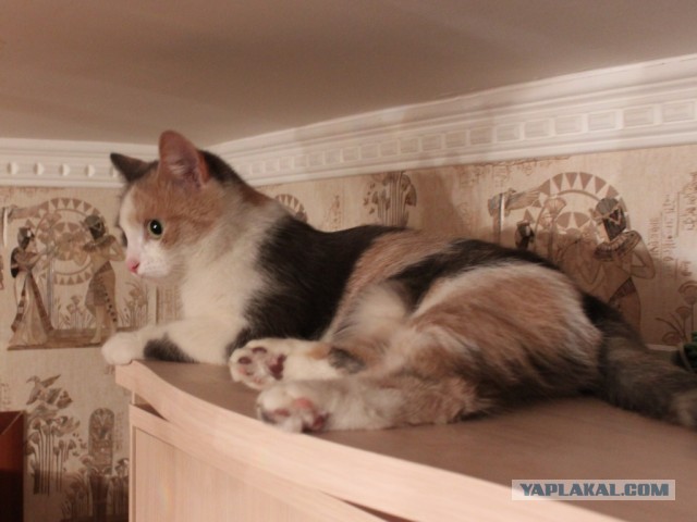 Котовторник 09.04.2013