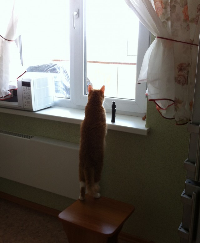 Начинаем котофторник?