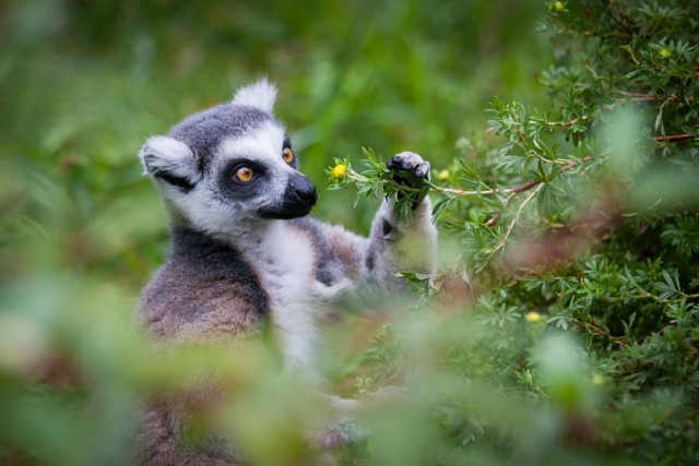 Просто фотки с животными №2