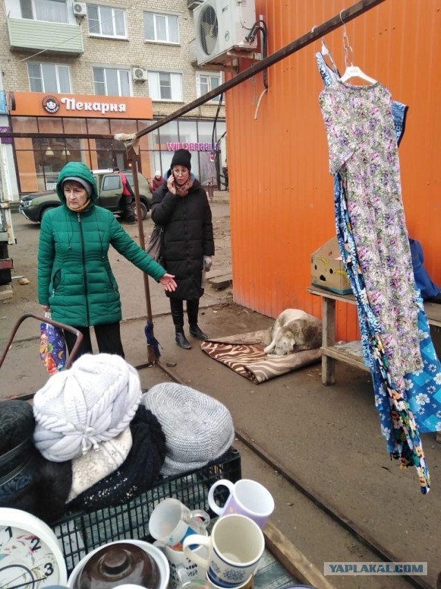 В Астрахани зоозащитники схватили пенсионера за грудки и обвинили в травле собак