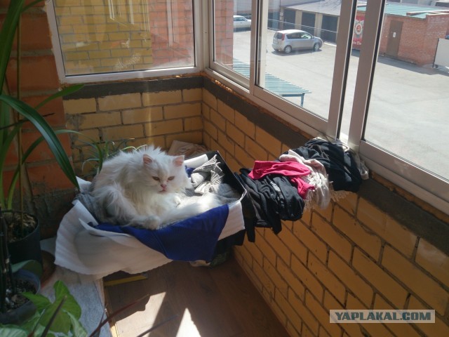Котовторник  07.05.2013