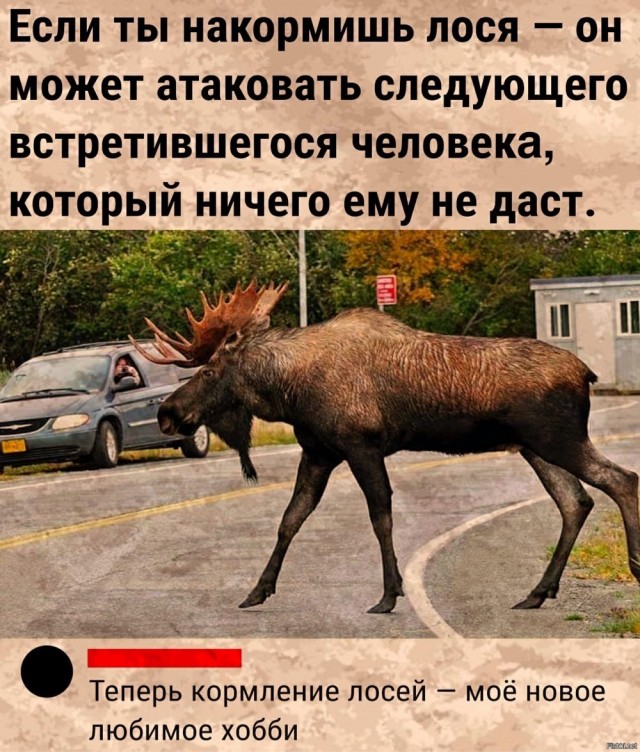 Больше не будет гладить лосей