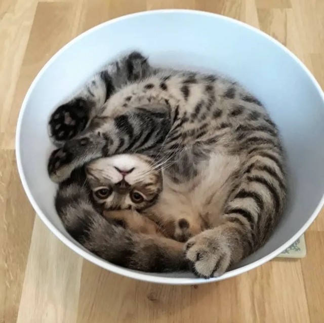 А у нас лапки