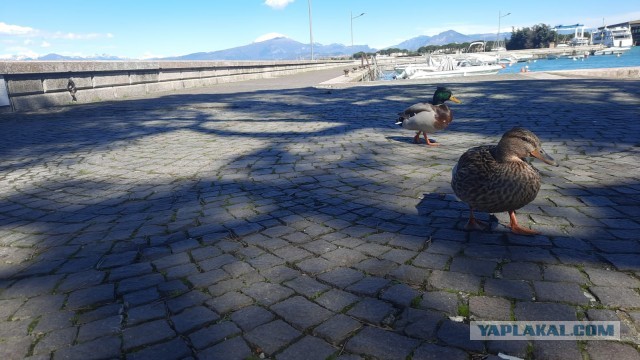 Фото с животными, на которые вы посмотрите дважды