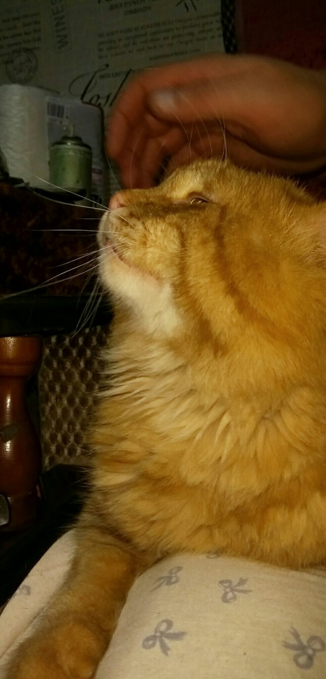 Реакция кота на Айкос
