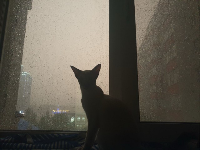 С Котовторником!