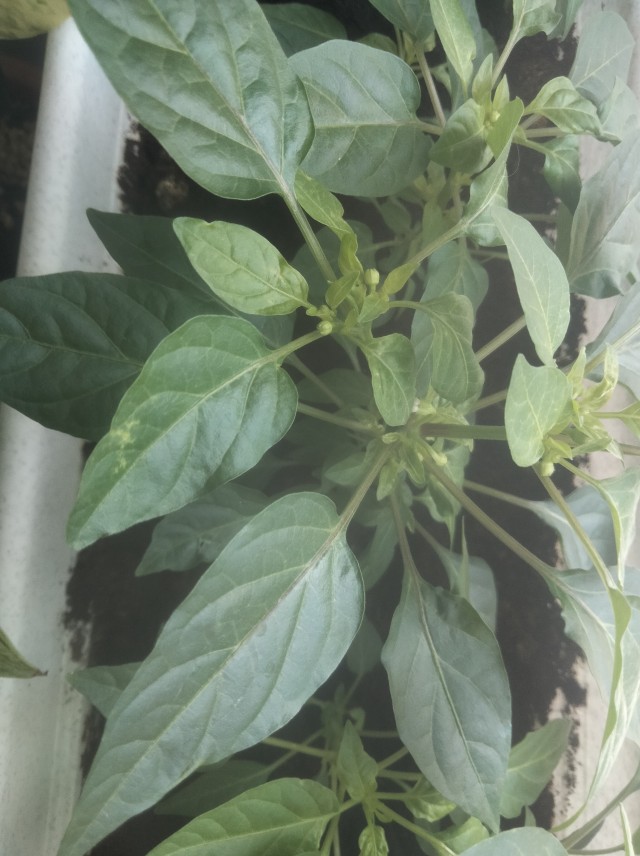 О балконных перцах