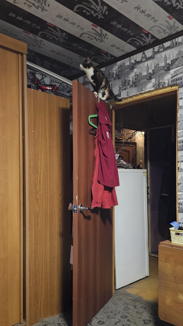Вырастили диковатого котёнка