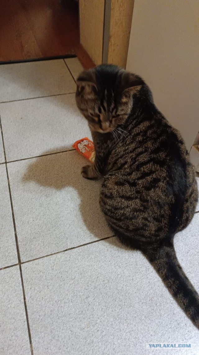 Какие звуки издаёт маленькая рысь, которой всего один год