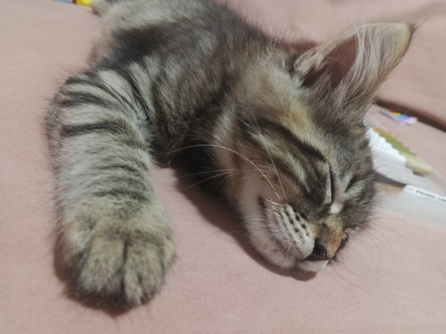 Мой кот