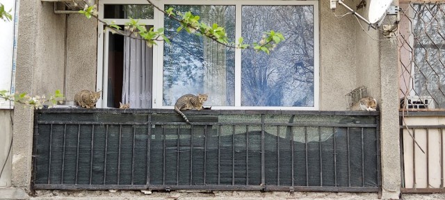 Спящий кот