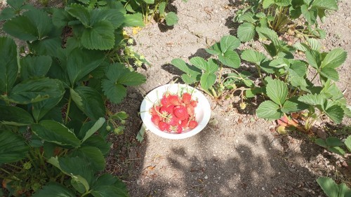 Земляника, первый урожай.