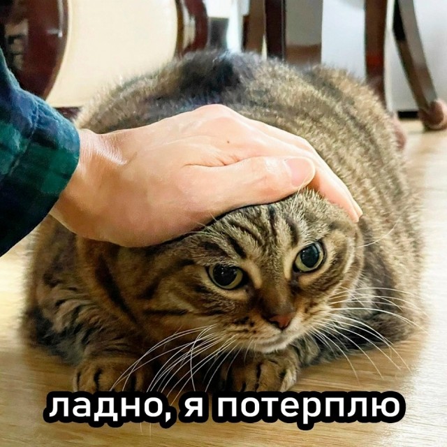 Так себе картинки 18.08.25