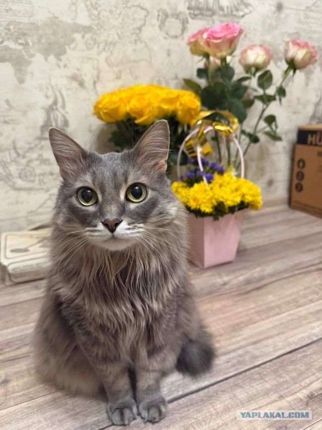 К Котовторнику !