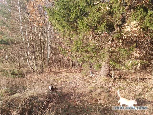 Жизнь домашнего приюта для котеек 562