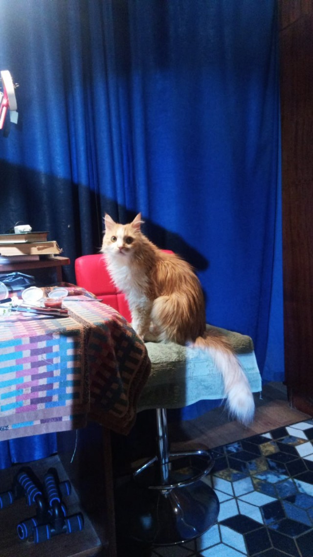 Котовторник 11.11