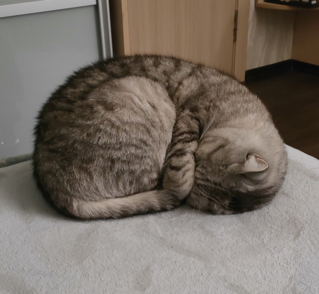 Ночное кормление котов