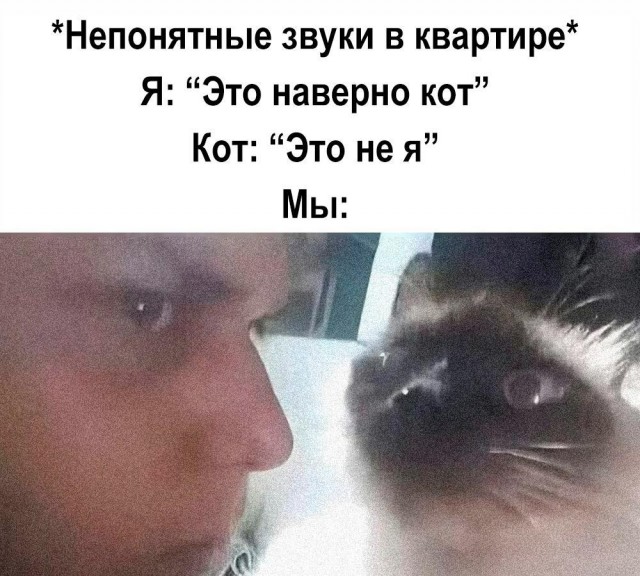 Котик потерялся