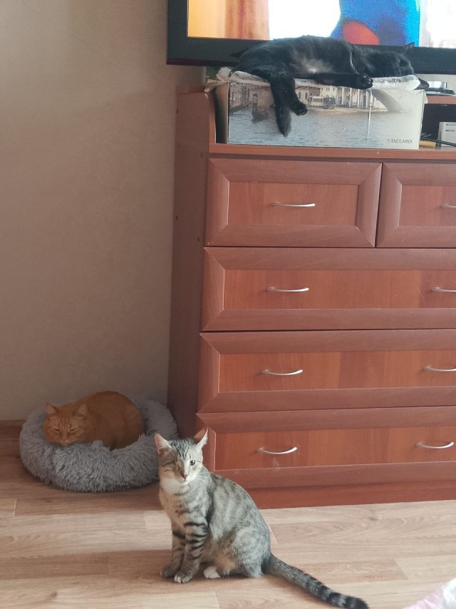 А котовторник уже пришёл?